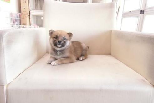 成約済の大阪府の柴犬-2175の4枚目
